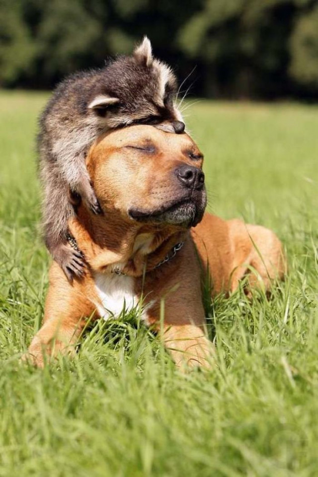 Замечательные примеры дружбы между животными, которые растопят ваше сердце. ФОТО