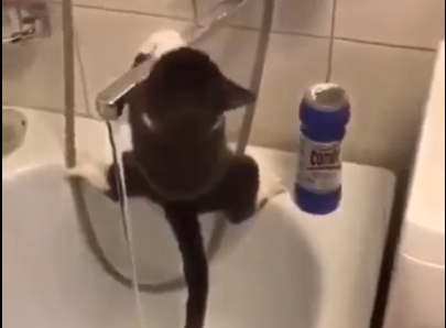 «Цирк дю Солей»: Кот изобразил на водопроводном кране трюк