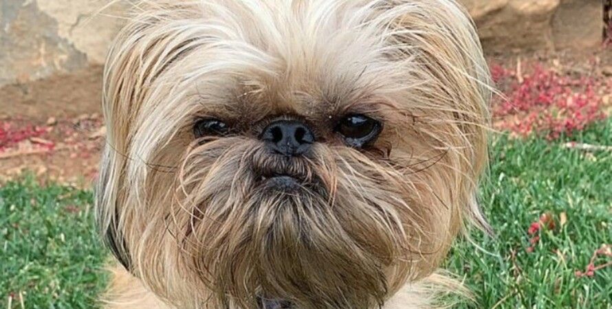 "Сварливый" пес набирает популярность в Сети из-за необычного внешнего вида