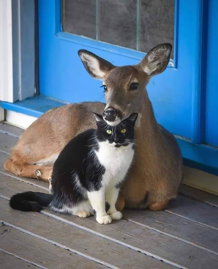 Замечательные примеры дружбы между животными, которые растопят ваше сердце. ФОТО