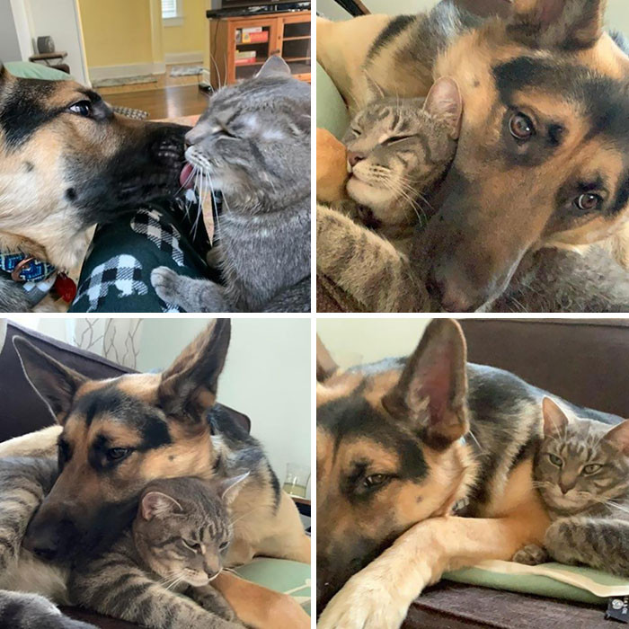 Замечательные примеры дружбы между животными