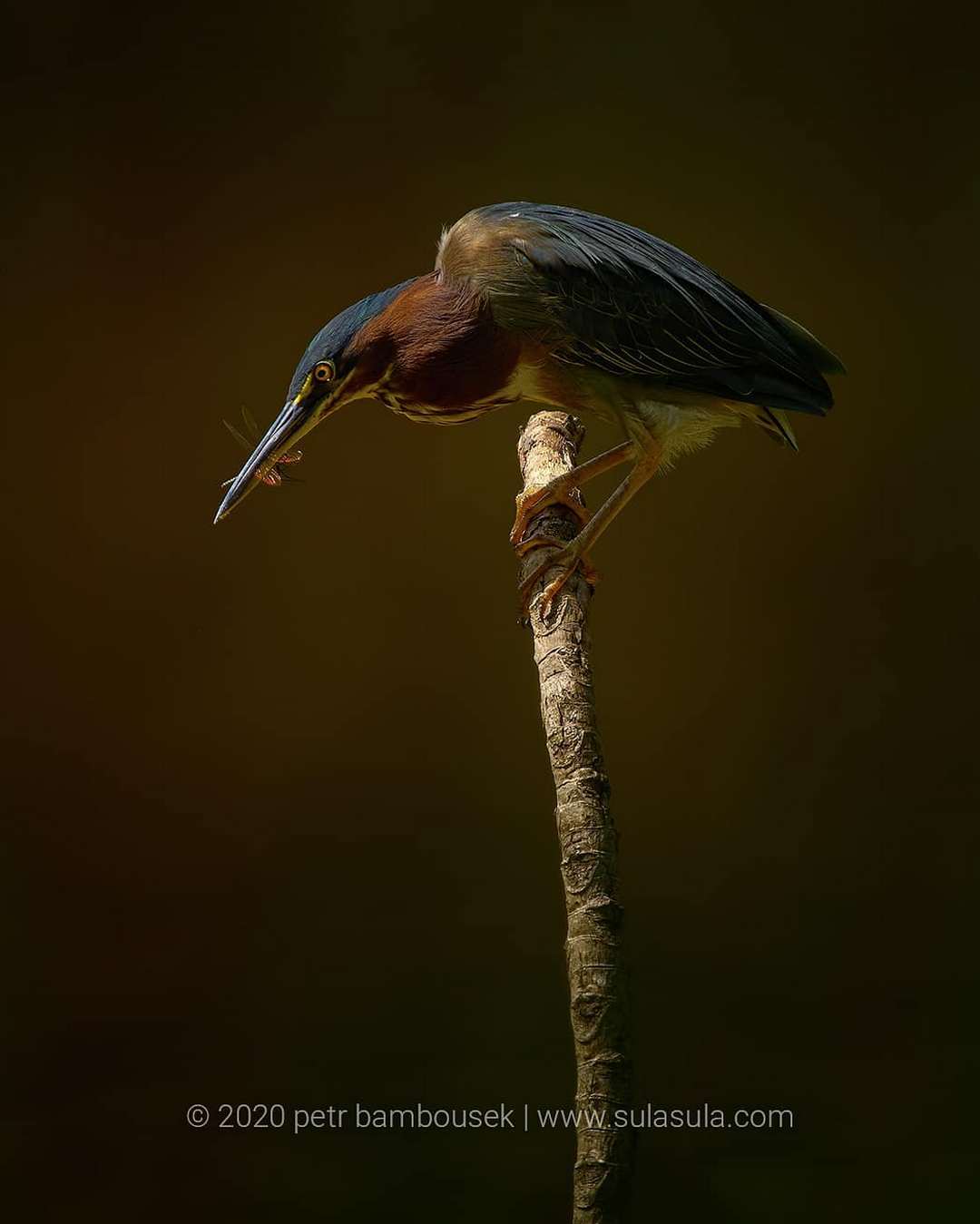Удивительные птицы и животные на снимках Петра Бамбусека