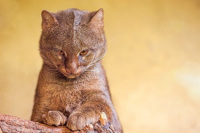 Как выглядит ягуарунди - уморительная кошка, которая умеет чирикать. ФОТО