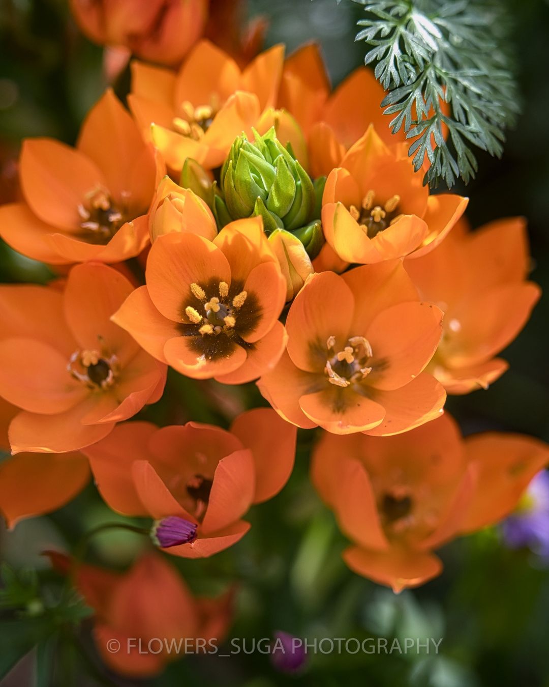 Красота цветов на снимках Хисаши Сугам. ФОТО