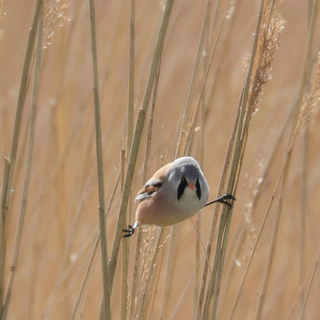 Усатая синица: смешная круглая птица, которая умеет делать идеальный шпагат. ФОТО