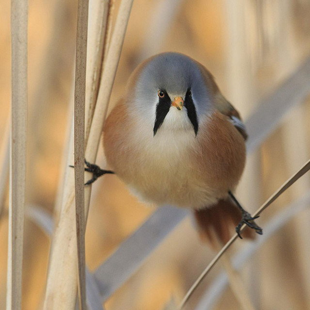 Усатая синица: смешная круглая птица, которая умеет делать идеальный шпагат. ФОТО