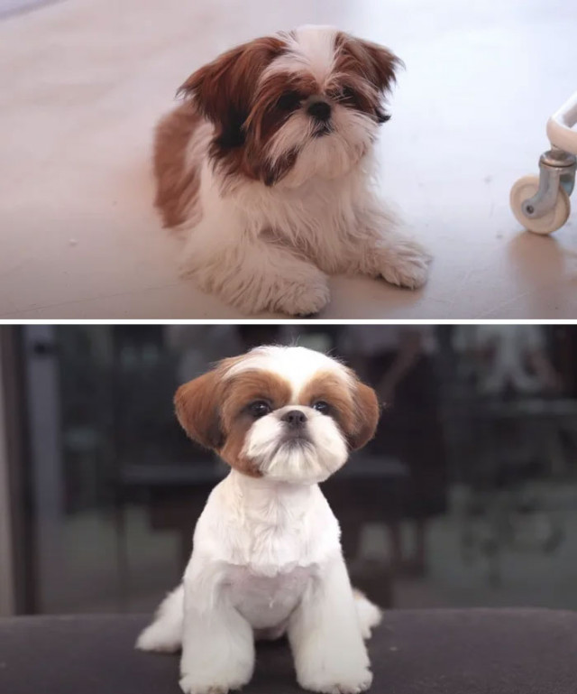 Фотографии \"до и после\", показывающие, как преображаются милые пёсики после посещения грумера. ФОТО