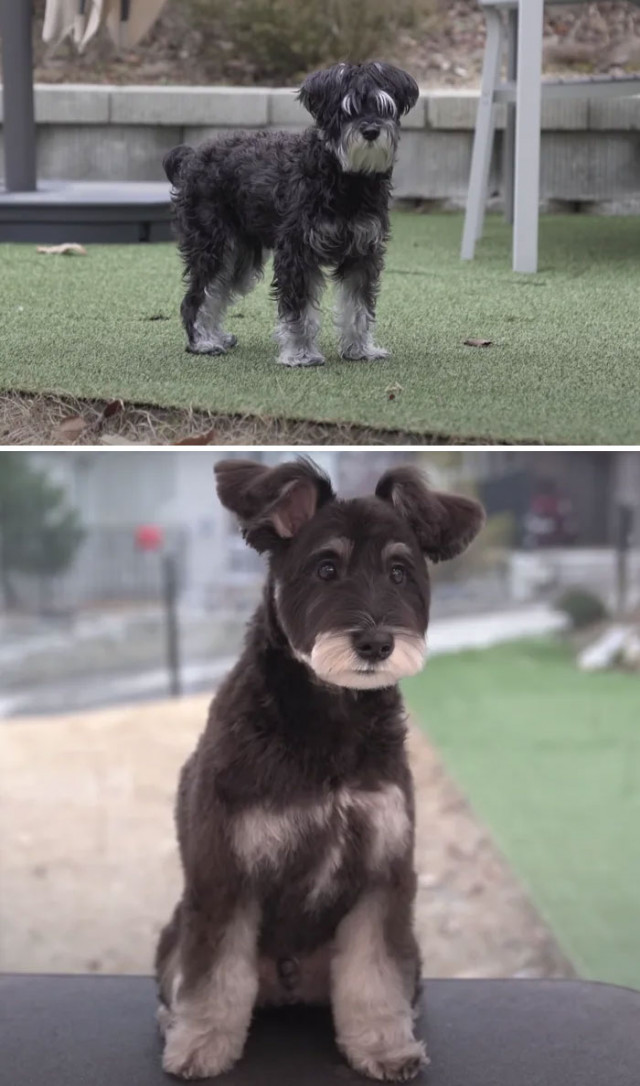 Фотографии \"до и после\", показывающие, как преображаются милые пёсики после посещения грумера. ФОТО