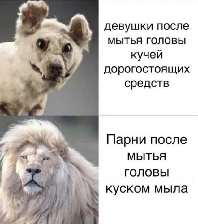 Забавные шутки и мемы из Сети