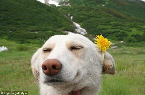 Курьезные снимки собак, которые подарят вам улыбку (ФОТО)
