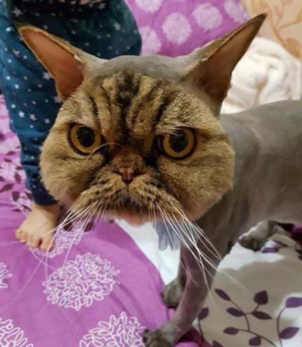 Неудачная стрижка превратила важного кота в посмешище (ФОТО)