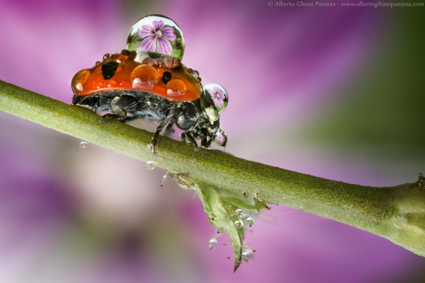 Невероятные фотографии мокрых насекомых
