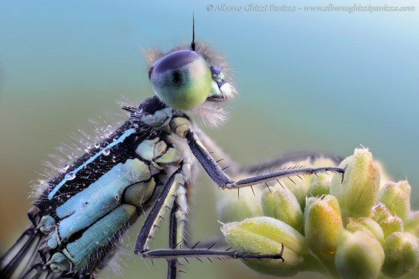 Невероятные фотографии мокрых насекомых