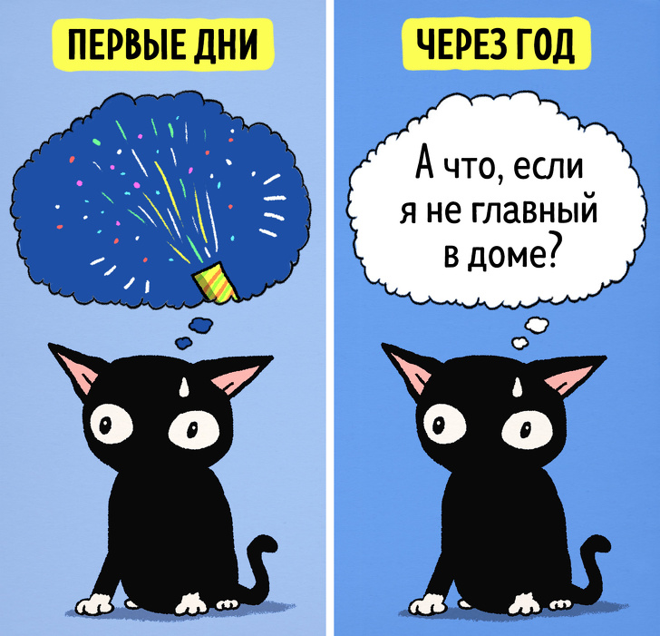 Комиксы о жизни с котом в первые дни и спустя год