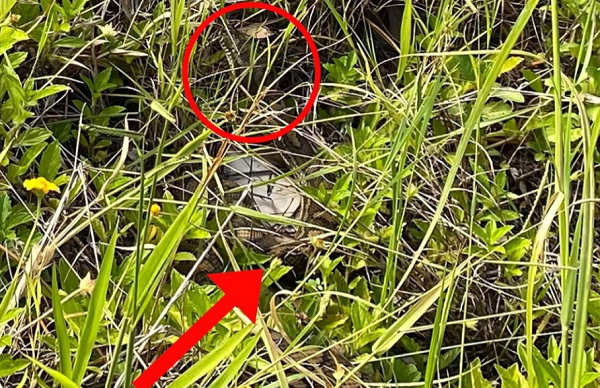 Найди в траве змею-\"невидимку\": сети озадачило фото-головоломка. ФОТО