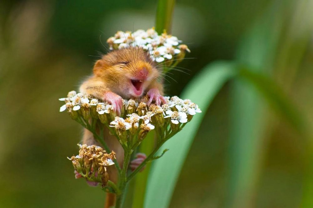 Эти забавные фото животных любого заставят улыбнуться