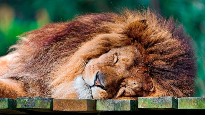 Любопытные факты про то, как спят разные животные