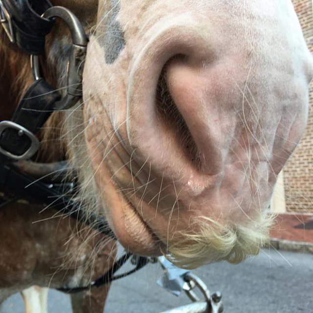 Если вам вдруг взгрустнулось, просто взгляните на этих забавных усатых лошадок