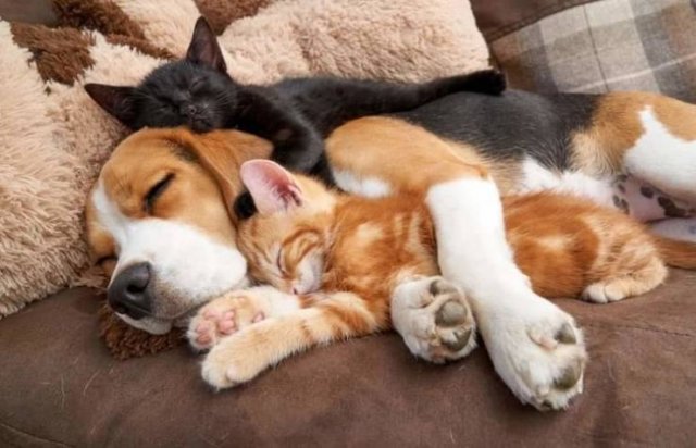 Пост о любви между собаками и кошками. ФОТО
