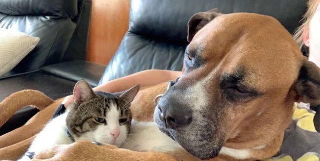 Пост о любви между собаками и кошками. ФОТО