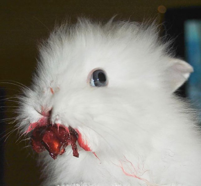 Животные, поедающие клубнику, выглядят пострашнее, чем персонажи из фильмов ужасов. ФОТО