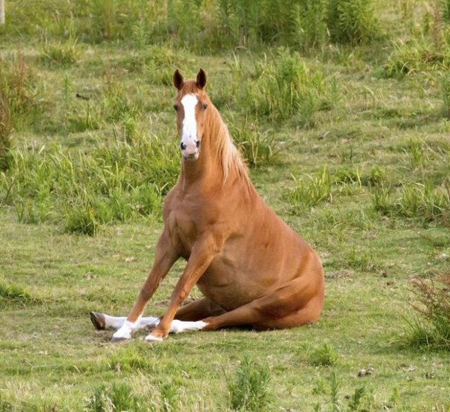 Смешно сидящие лошади. ФОТО