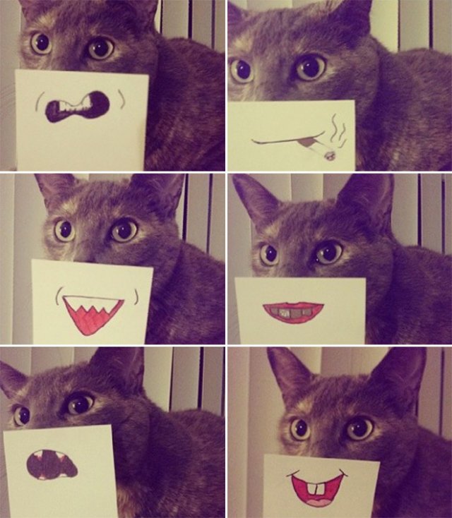 Смешные кошки с нарисованными ртами. ФОТО