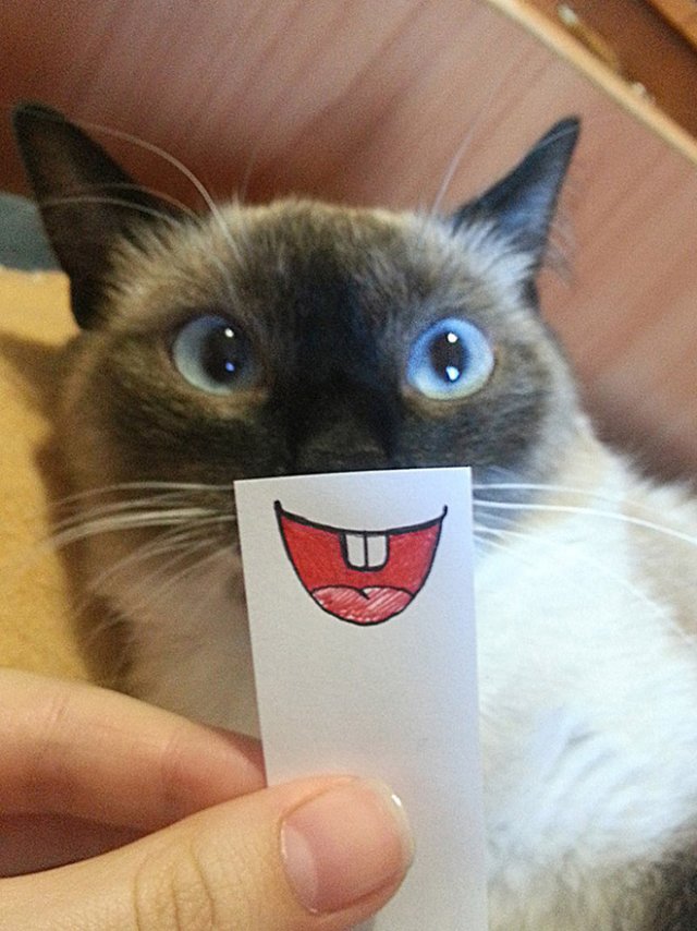 Смешные кошки с нарисованными ртами. ФОТО