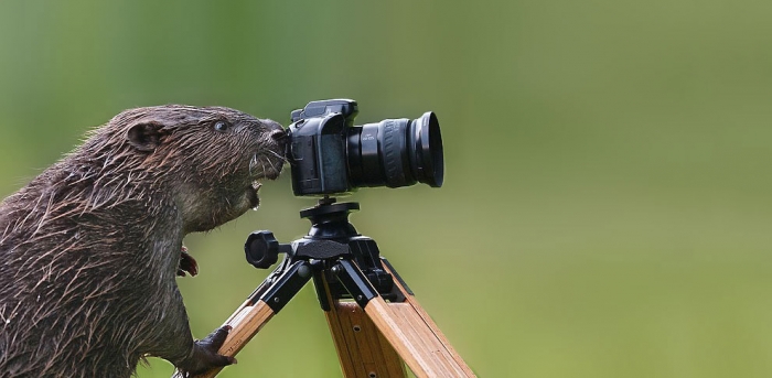 Фотографы среди животных