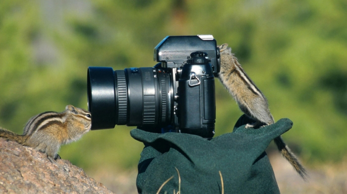 Фотографы среди животных