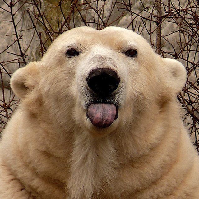 Забавные снимки животных, которые показывают язык