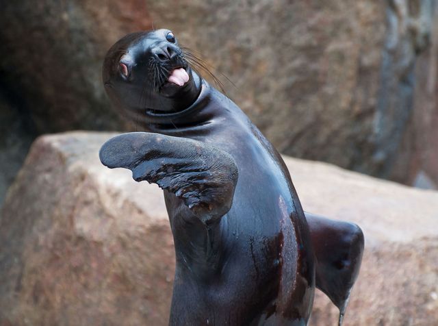 Забавные снимки животных, которые показывают язык