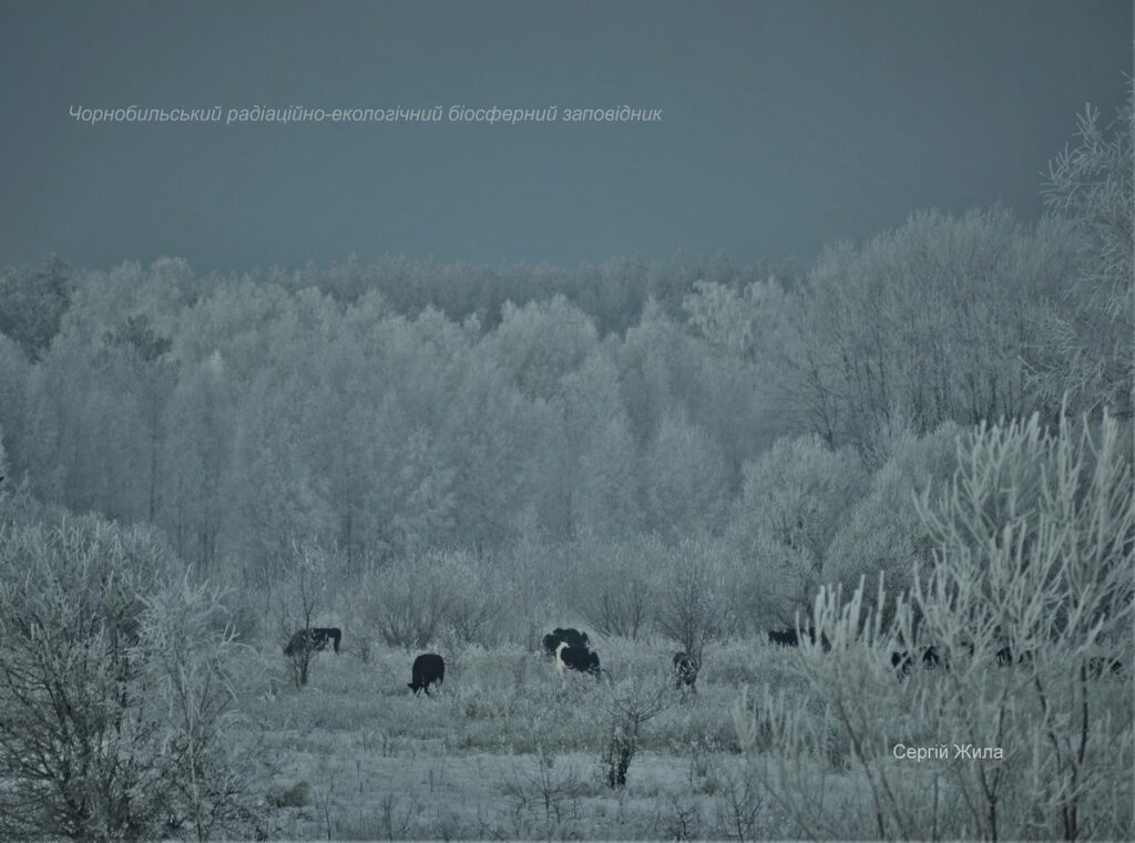 В Чернобыльском заповеднике показали, как живется местным животным зимой. Фото
