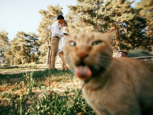 Смешные случайные свадебные фотобомбы