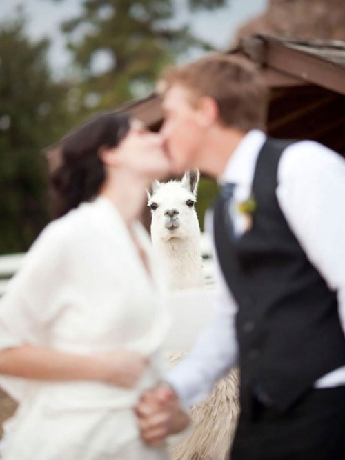 Смешные случайные свадебные фотобомбы