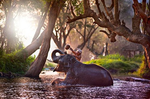 Водные процедуры для животных. ФОТО