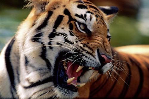 Самые страшные и опасные животные по версии WWF. ФОТО