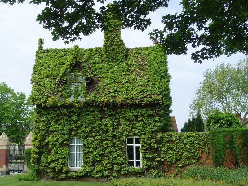 Вьющиеся растения для вертикального озеленения зданий