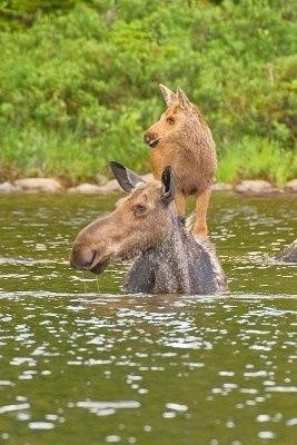 Животные тоже ездят верхом