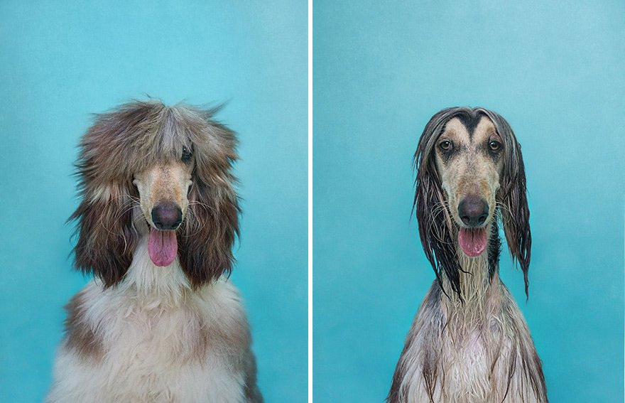 Сухая собака, мокрая собака от фотографа Серены Ходсон