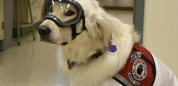 В США собака работает в химической лаборатории. ФОТО