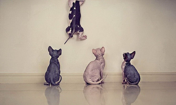 Кошки-сфинксы на фотографиях Серены Ходсон