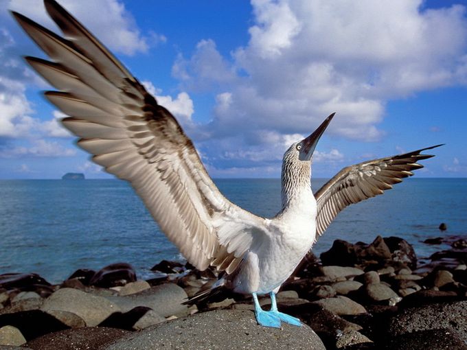 Самая забавная птица нашей планеты — Голубоногая олуша