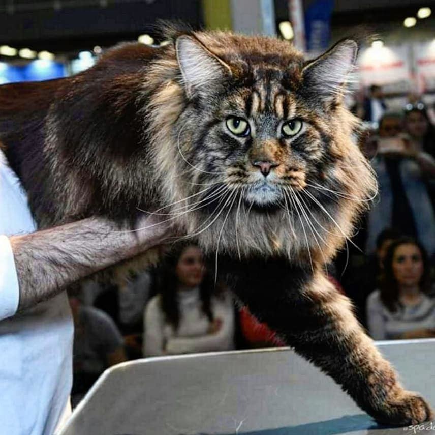 В Италии отыскали самого длинного кота в мире