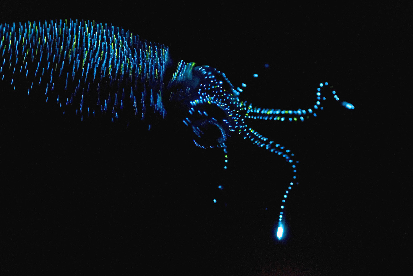 Биолюминесцентные существа из океана 