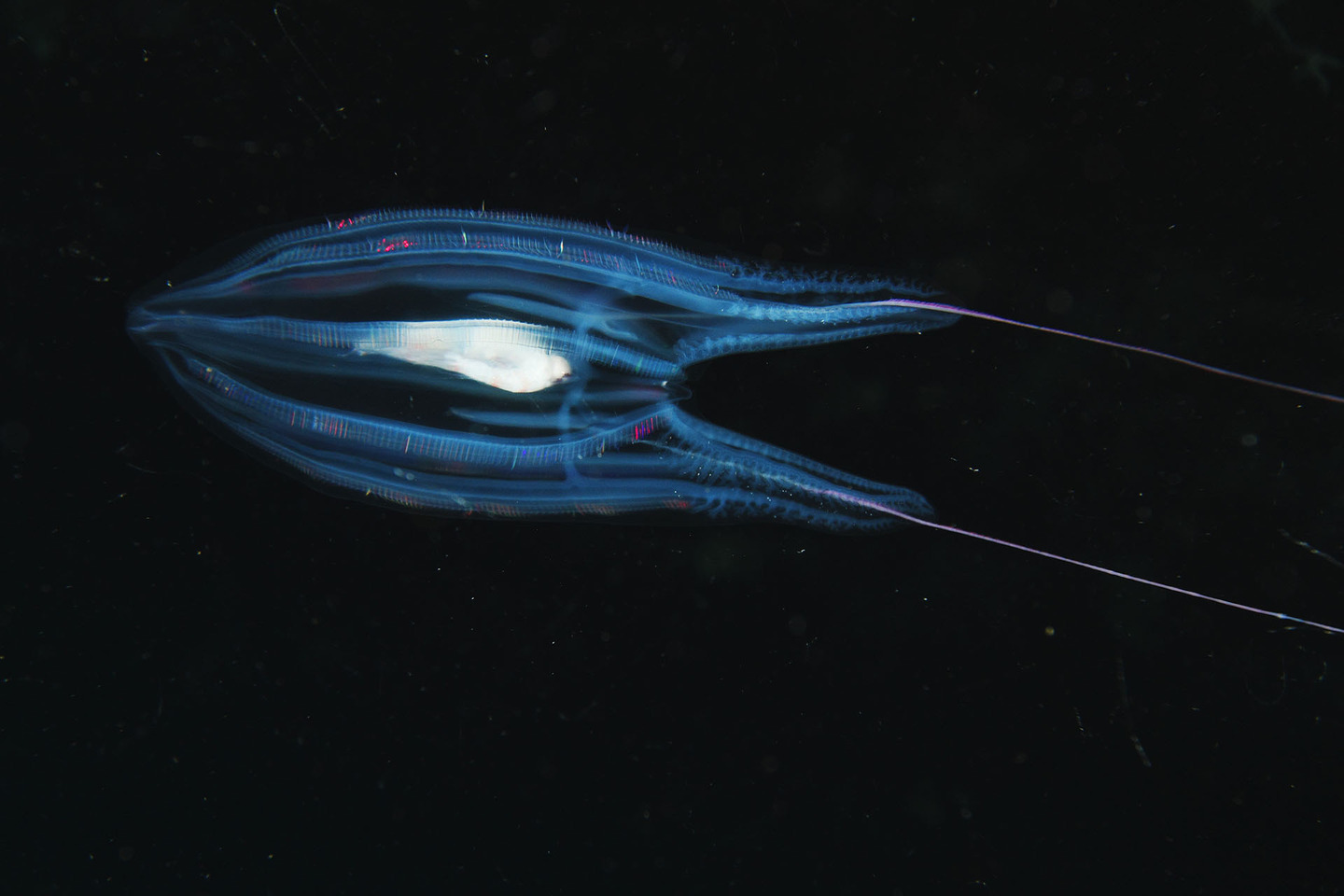 Биолюминесцентные существа из океана 