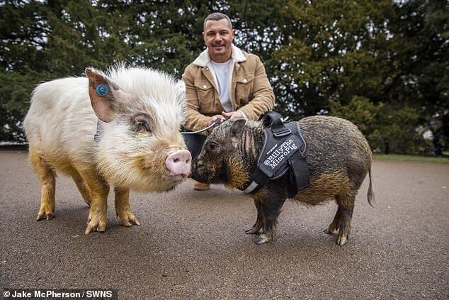 В Англии мужчина вырастил домашних свиней и гуляет с ними по городу. ФОТО