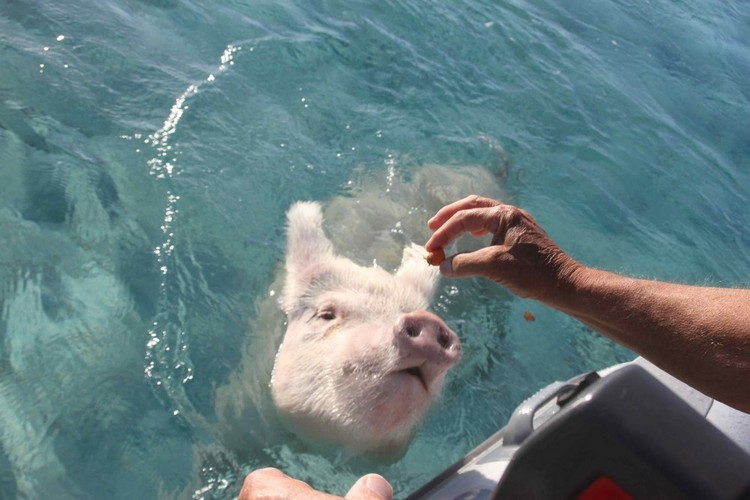 Свиньи на Багамских островах