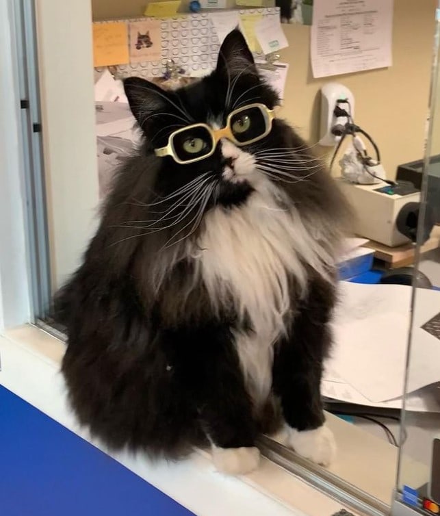 Кошка рекламирует очки для детской оптики