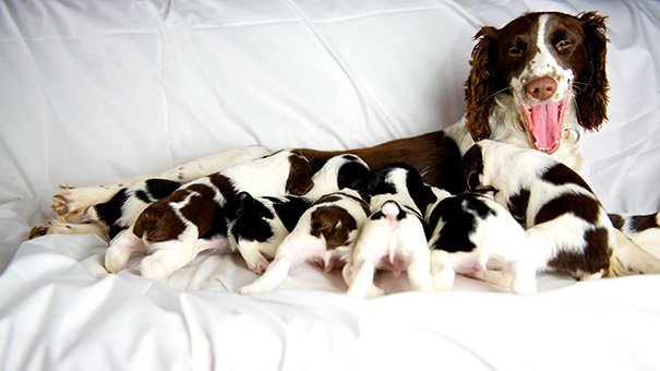 Милые мамы-собаки и их очаровательные щенята